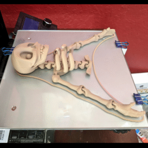 Cute Flexi Skeleton – Articulated Print-in-Place 3D Model
